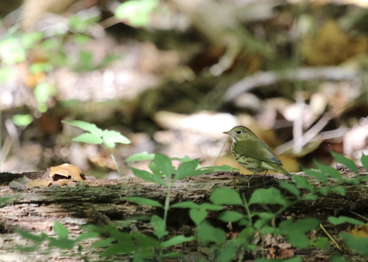 Pieperwaldsänger - ML609080860