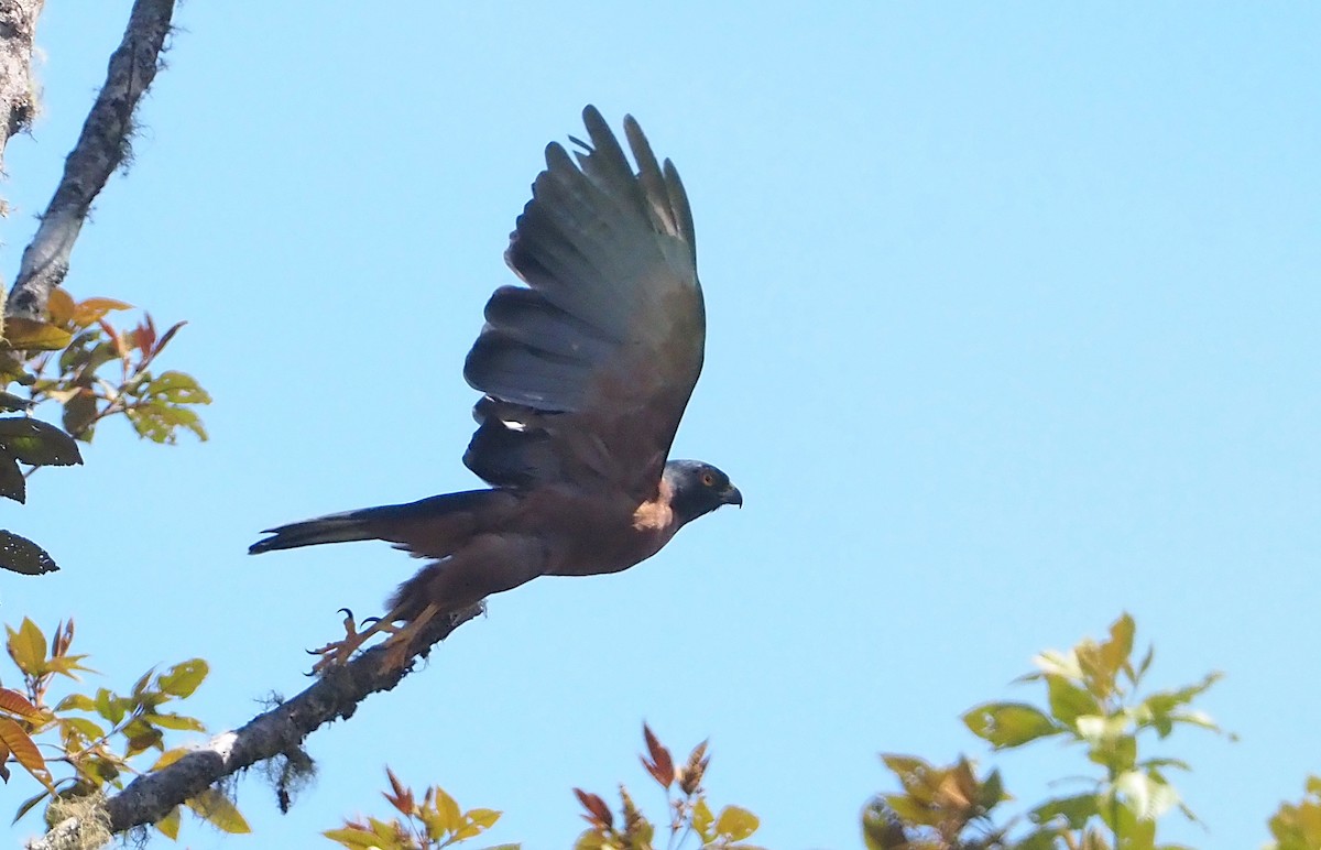 Black-mantled Goshawk - ML609080863