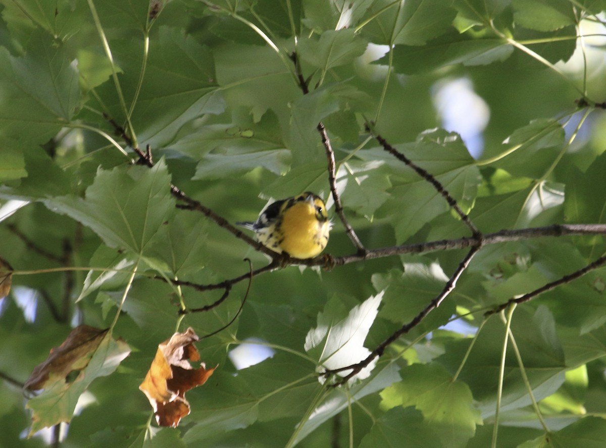 Fichtenwaldsänger - ML609080874