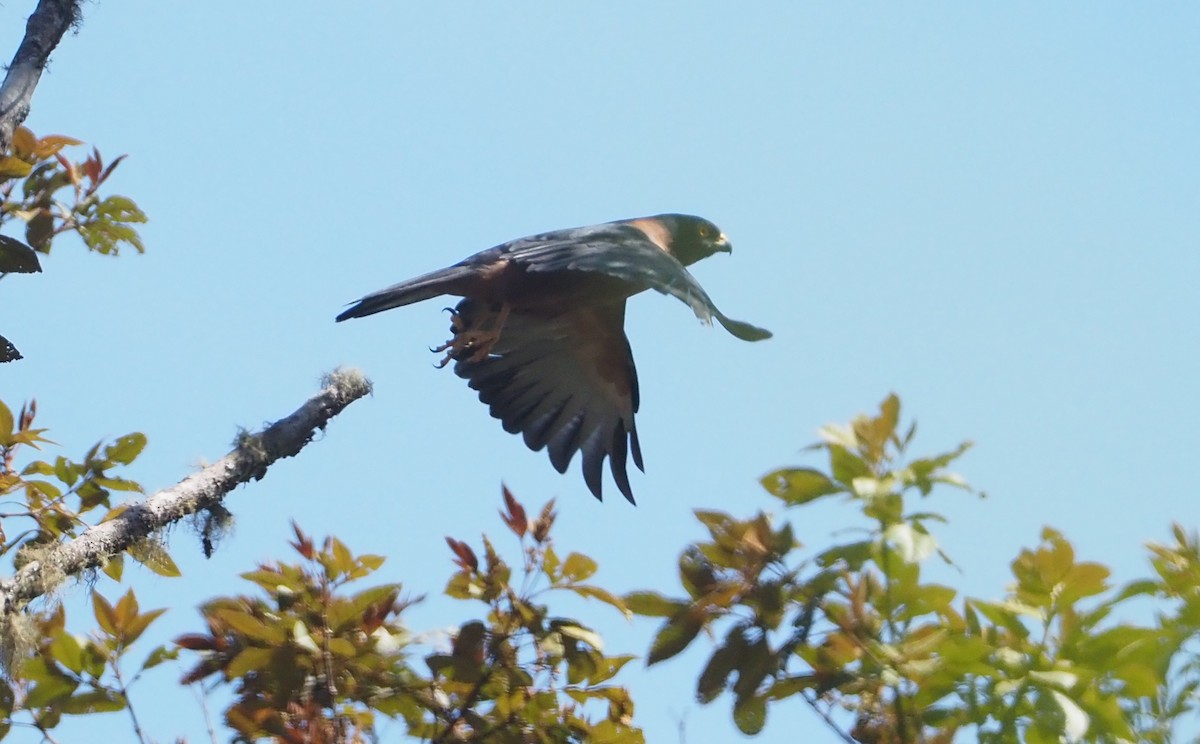 Black-mantled Goshawk - ML609080996