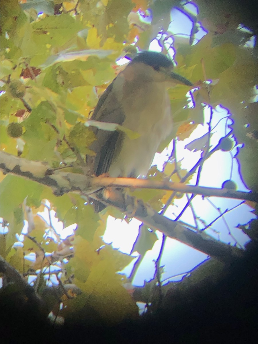 Nachtreiher - ML609081056