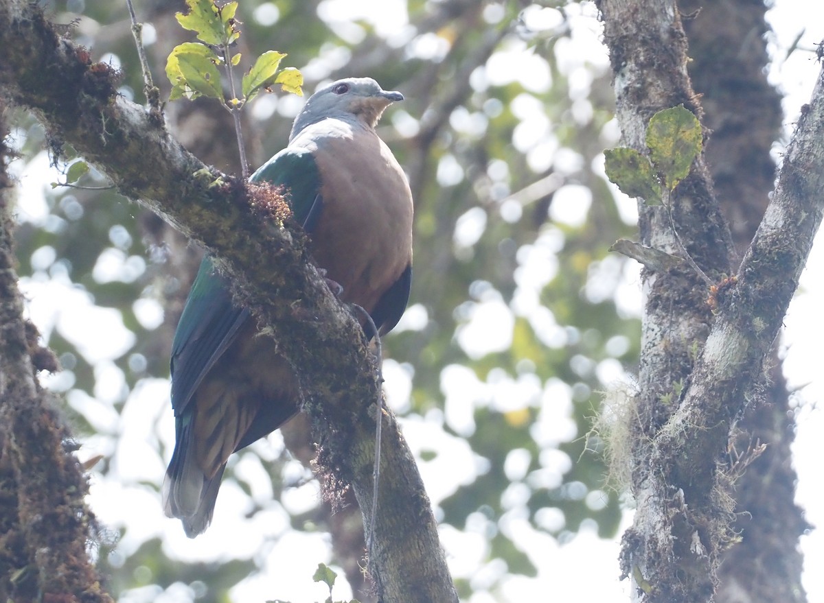 Rufescent Imperial-Pigeon - ML609081062