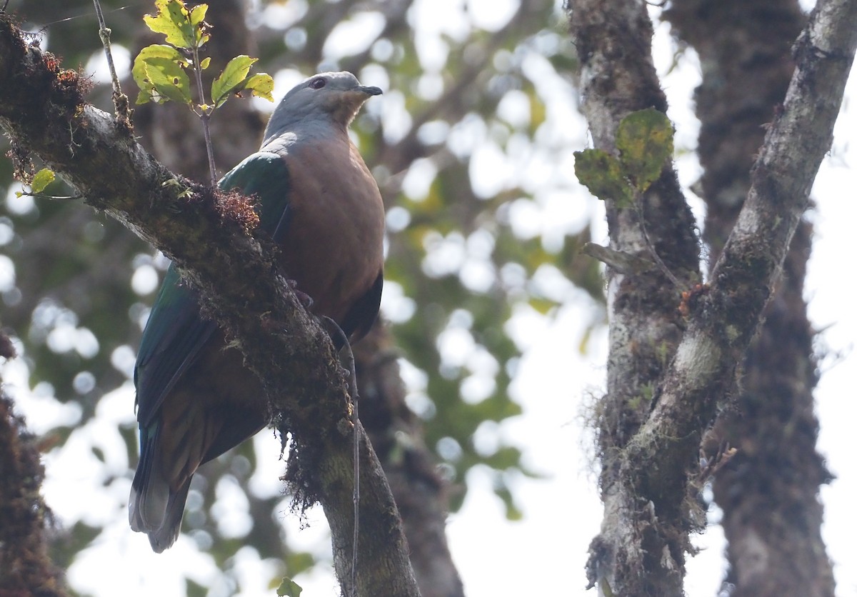 Rufescent Imperial-Pigeon - ML609081118