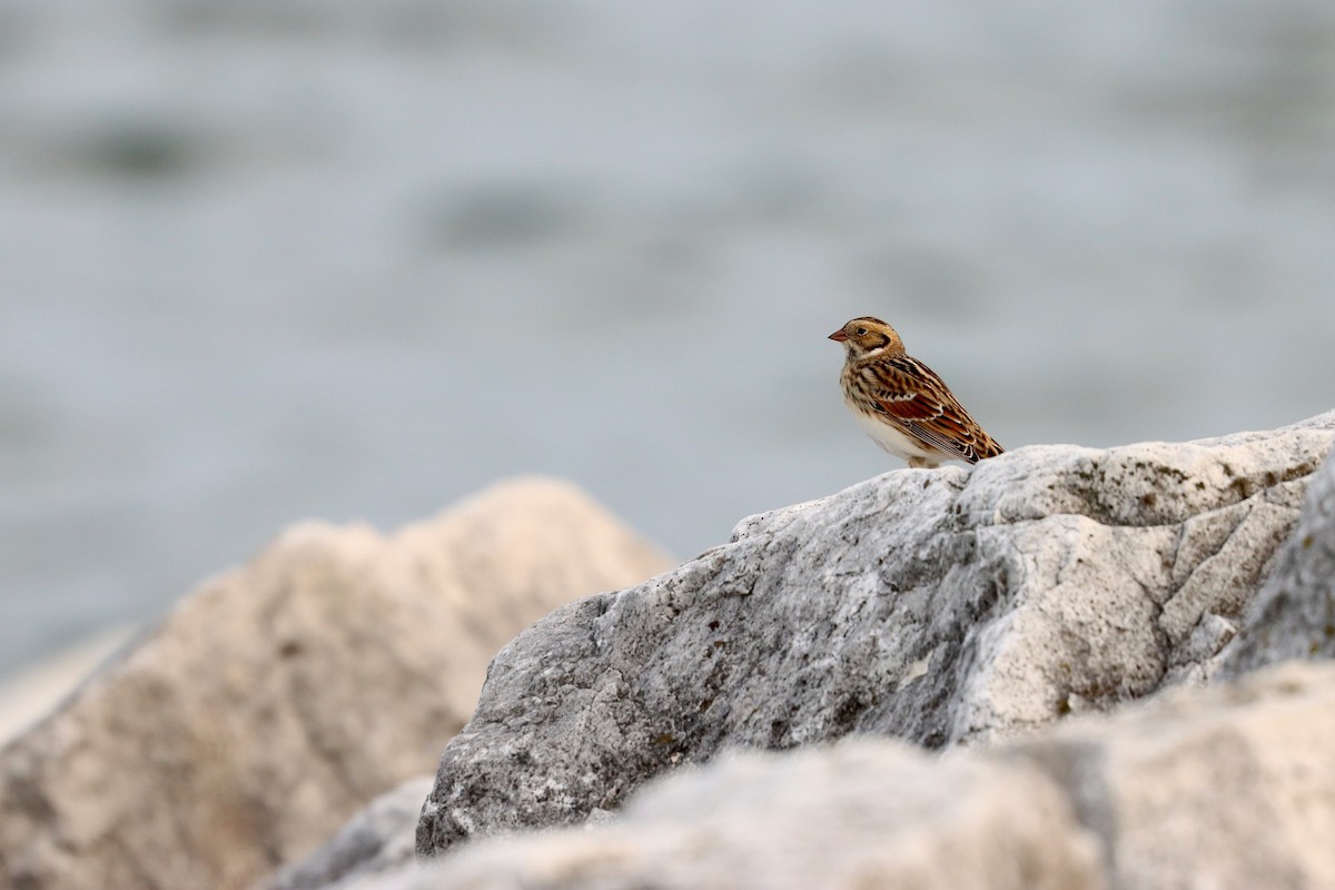 Lapland Longspur - ML609081145