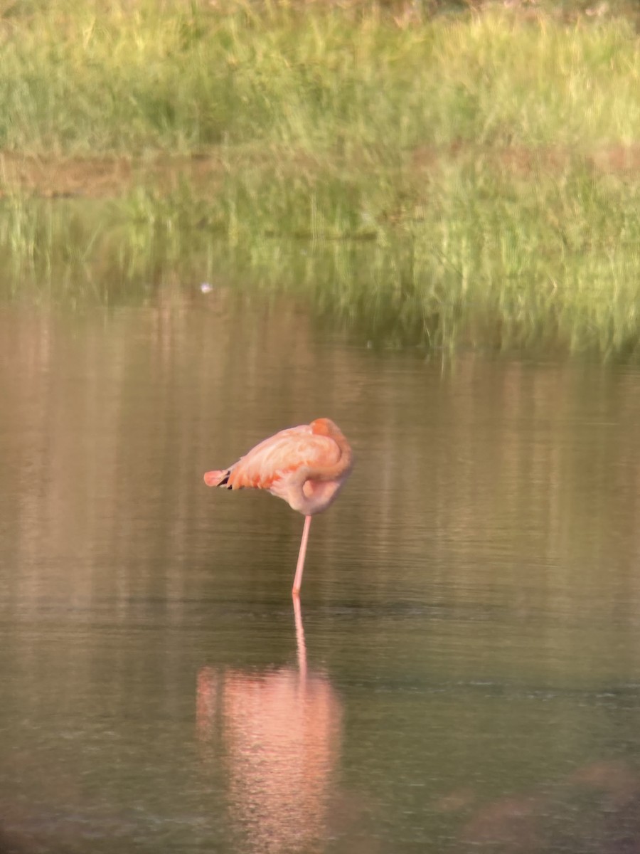 American Flamingo - David Dorini