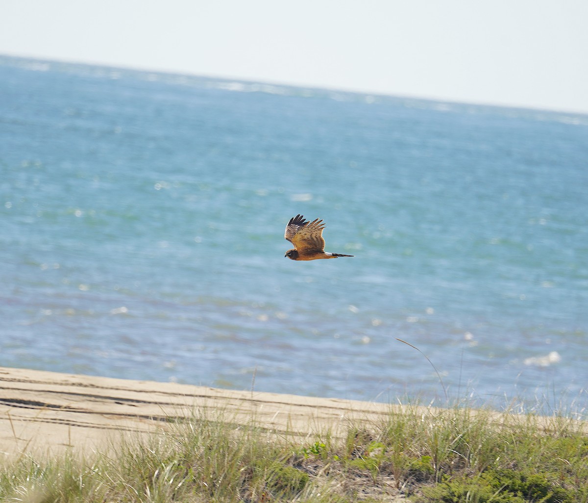 Northern Harrier - ML609081150