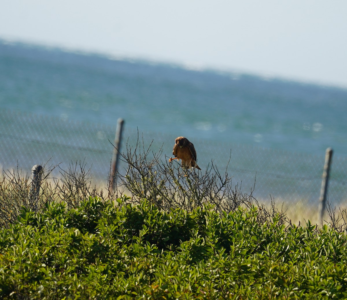 Northern Harrier - Louis Dentiste