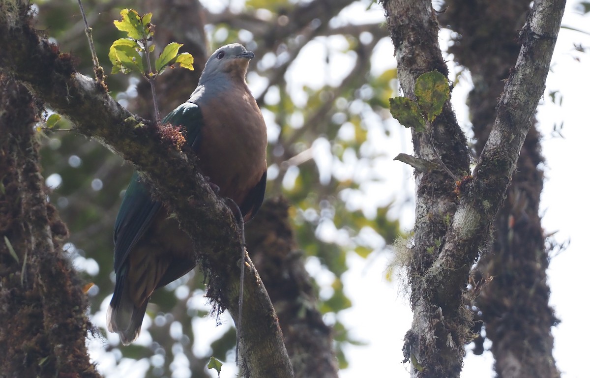 Rufescent Imperial-Pigeon - ML609081222
