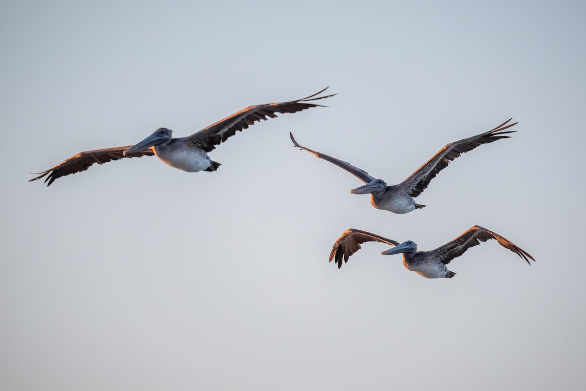 Brown Pelican (Atlantic) - Chris Thomas