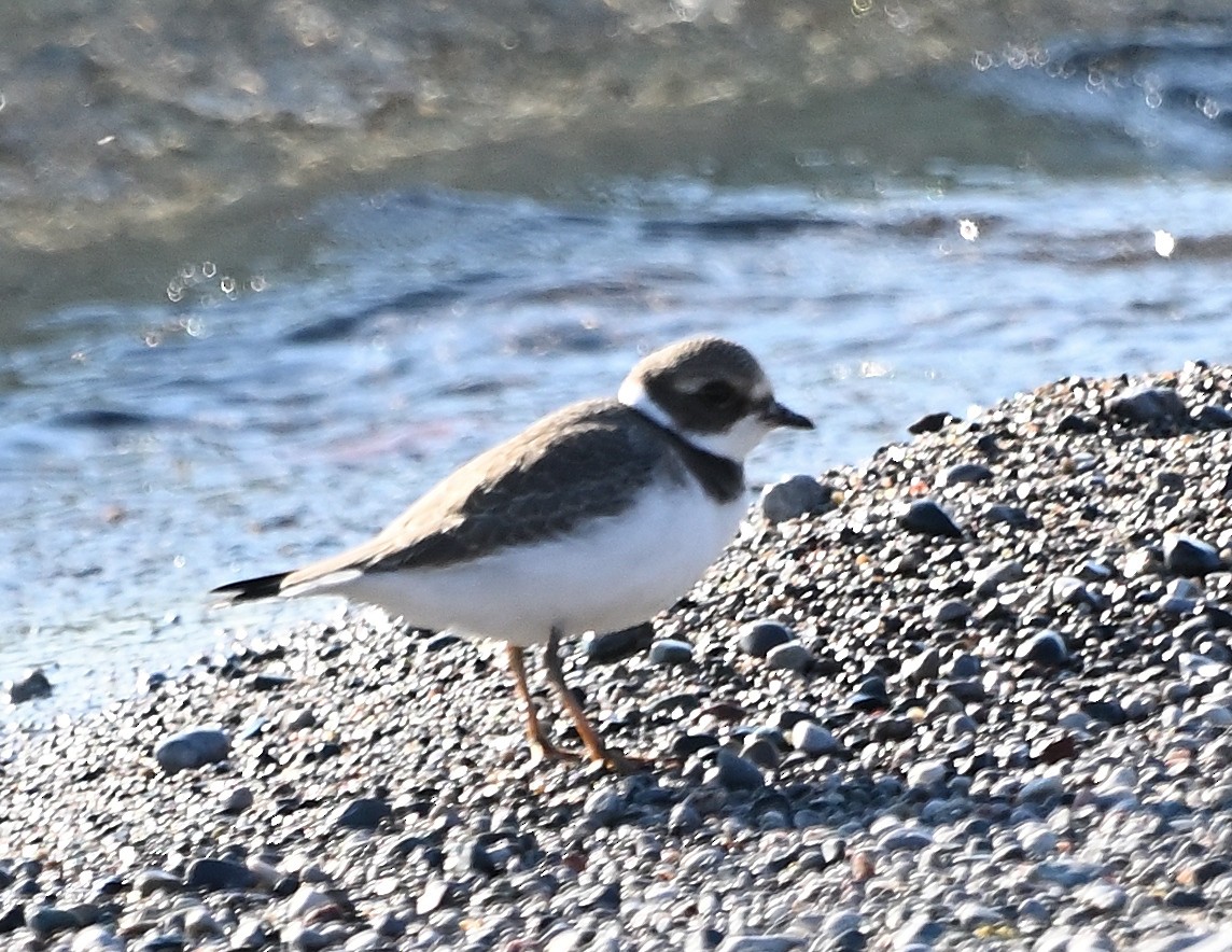 Semipalmated Plover - ML609081283