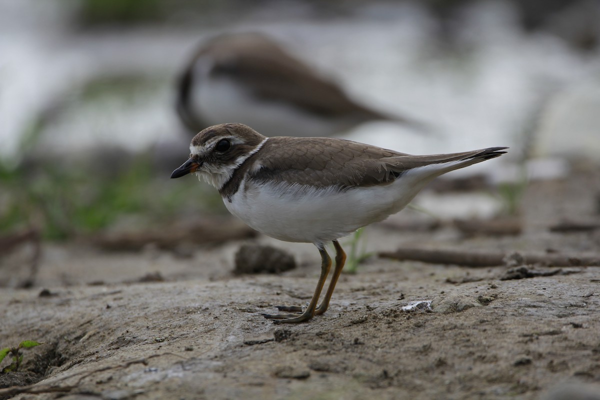 Semipalmated Plover - ML609081360
