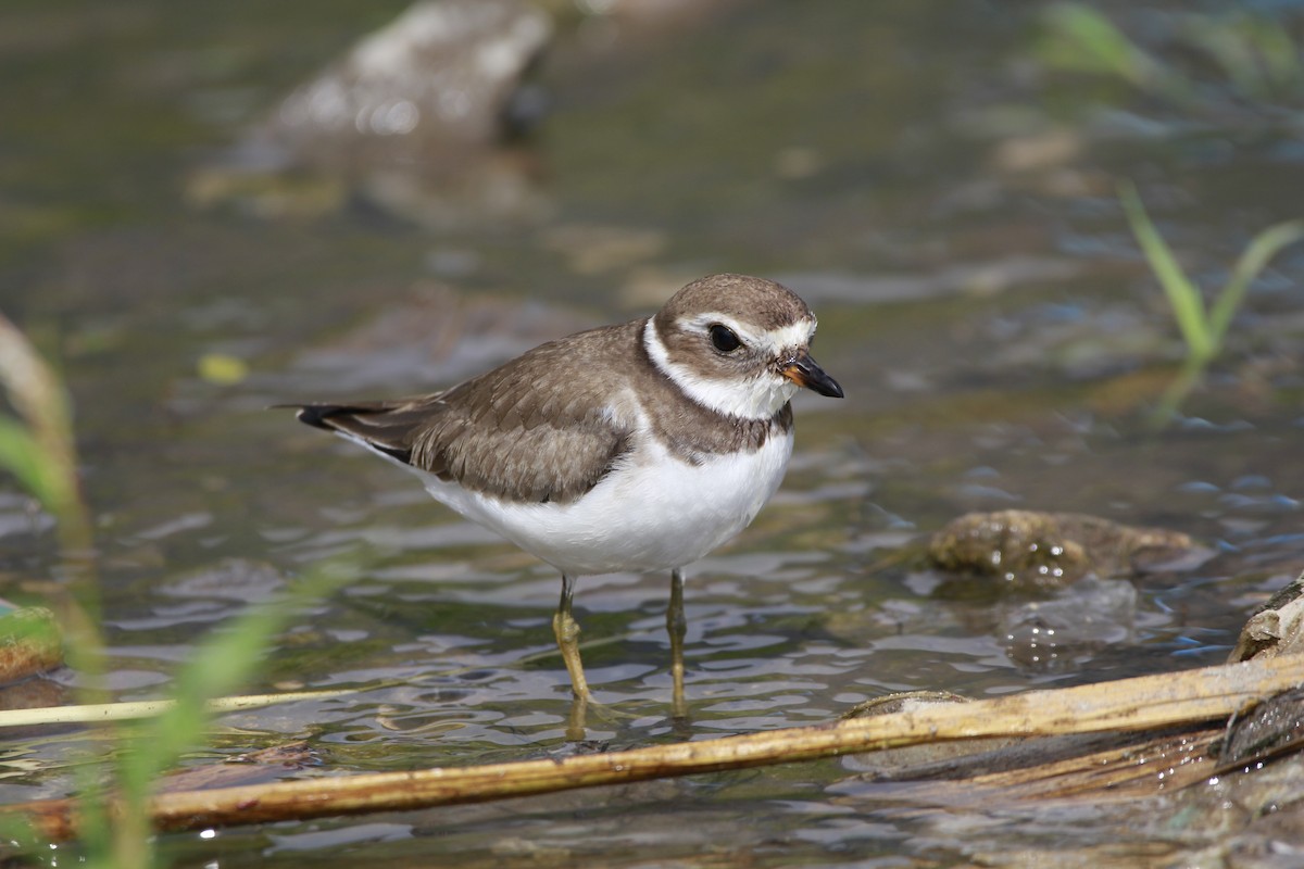 Semipalmated Plover - ML609081536