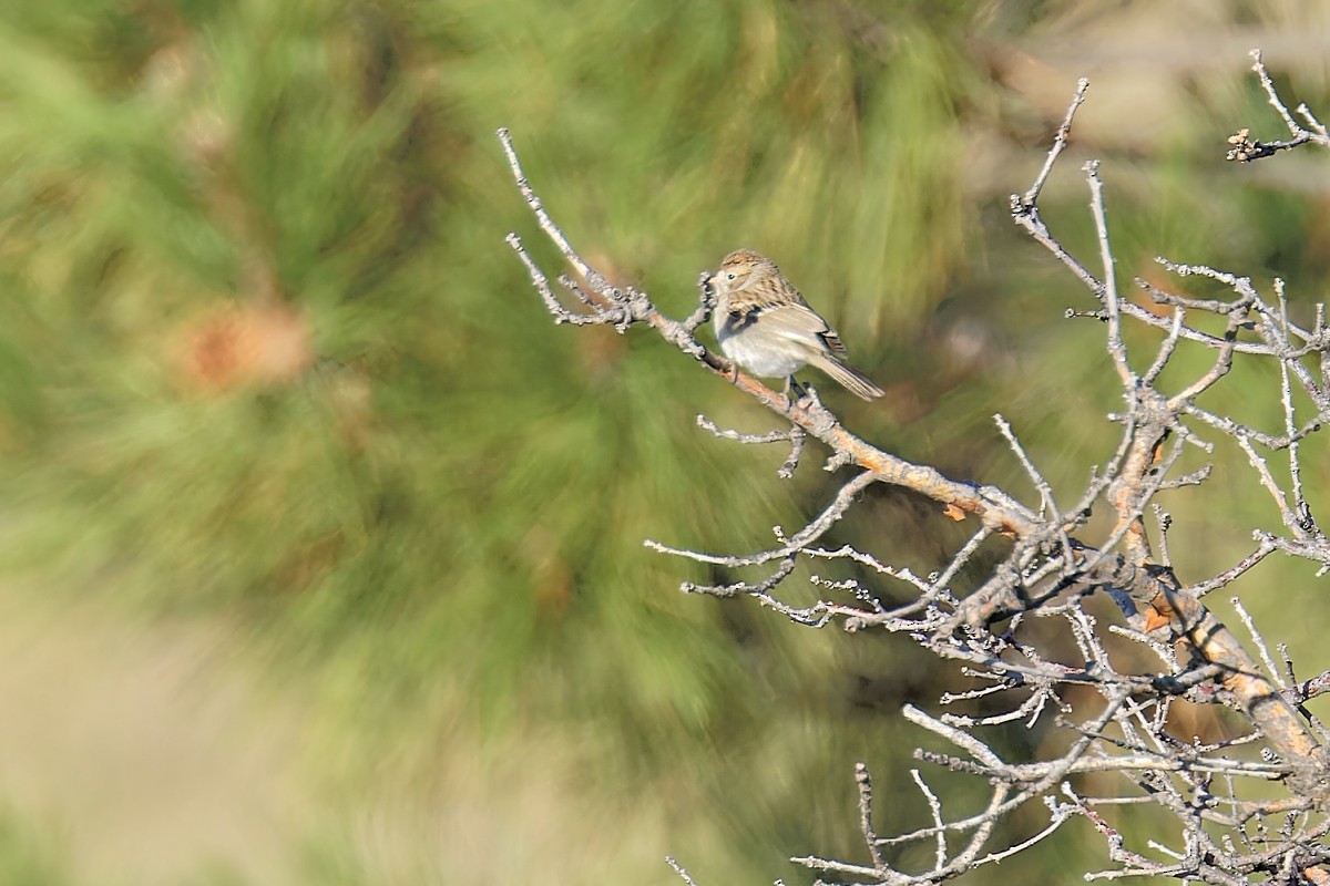 Brewer's Sparrow - Bob Walker