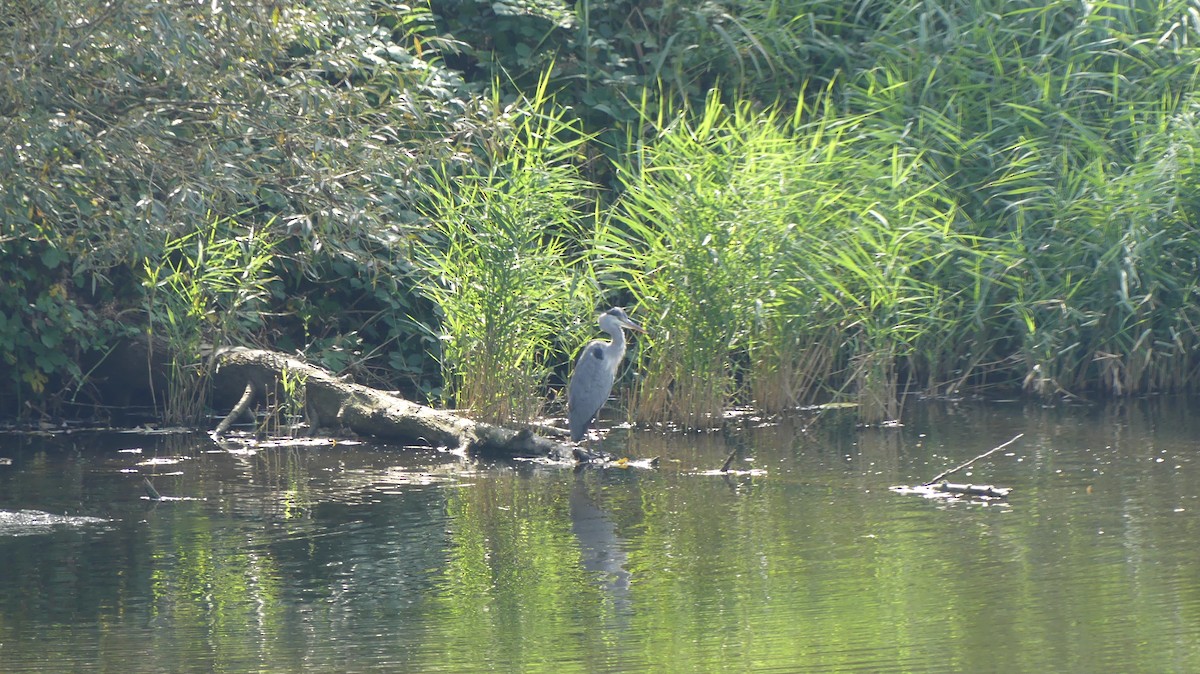 Gray Heron - ML609081878