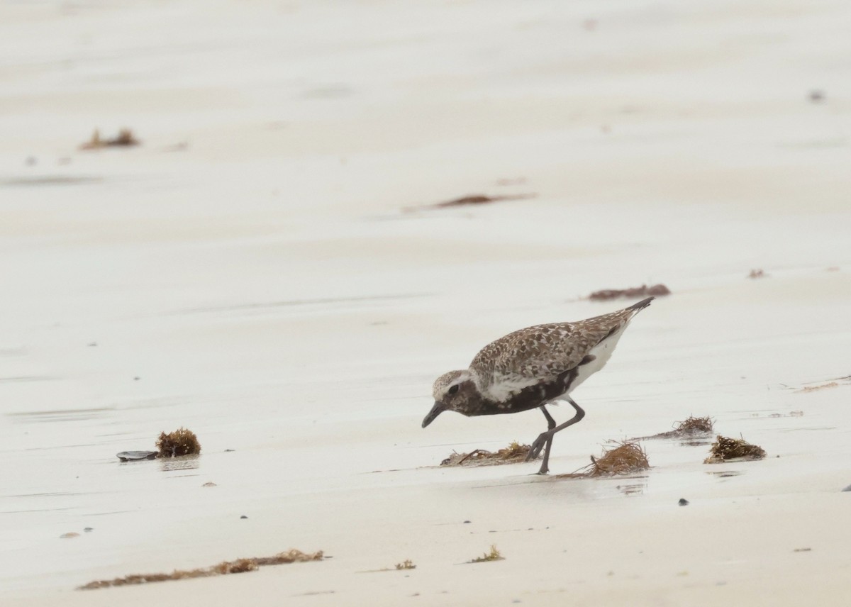 Black-bellied Plover - ML609081916