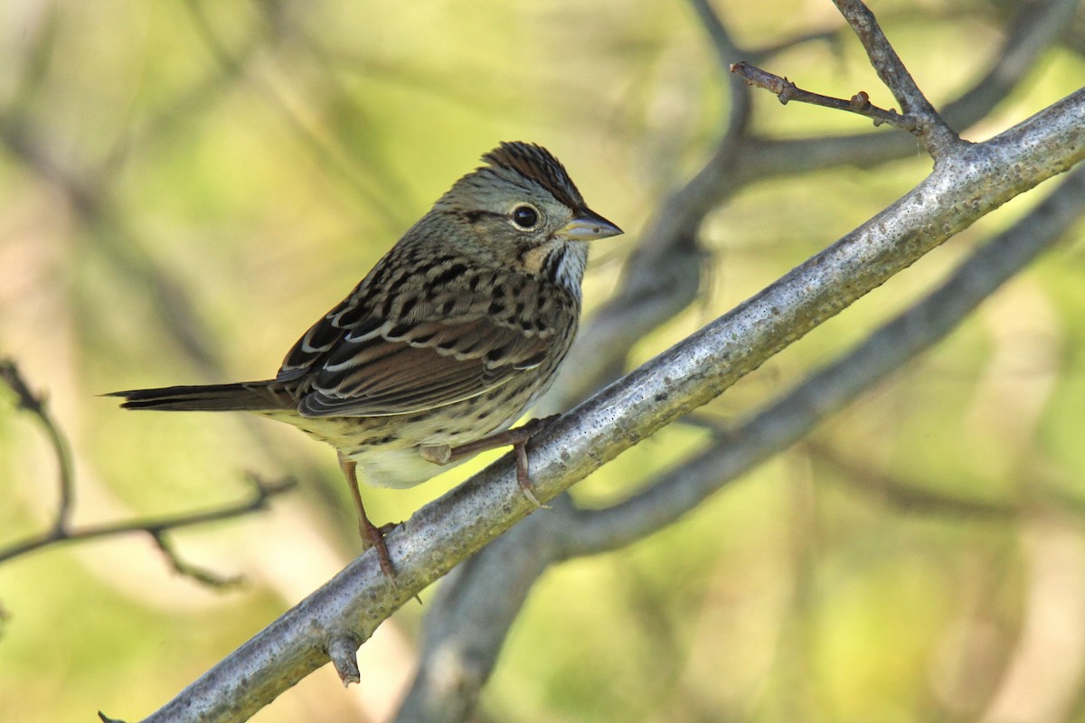 Lincoln's Sparrow - ML609081980