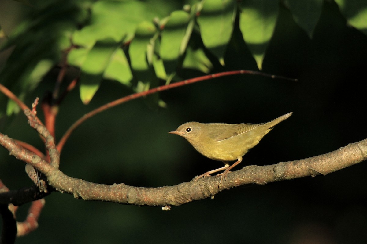 Connecticut Warbler - ML609081987