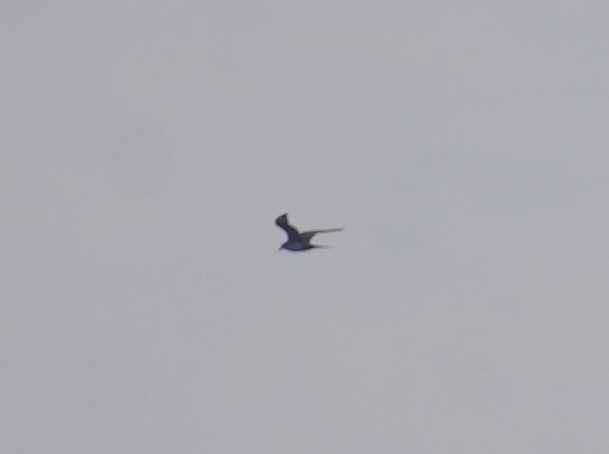 Long-tailed Jaeger - ML609082018