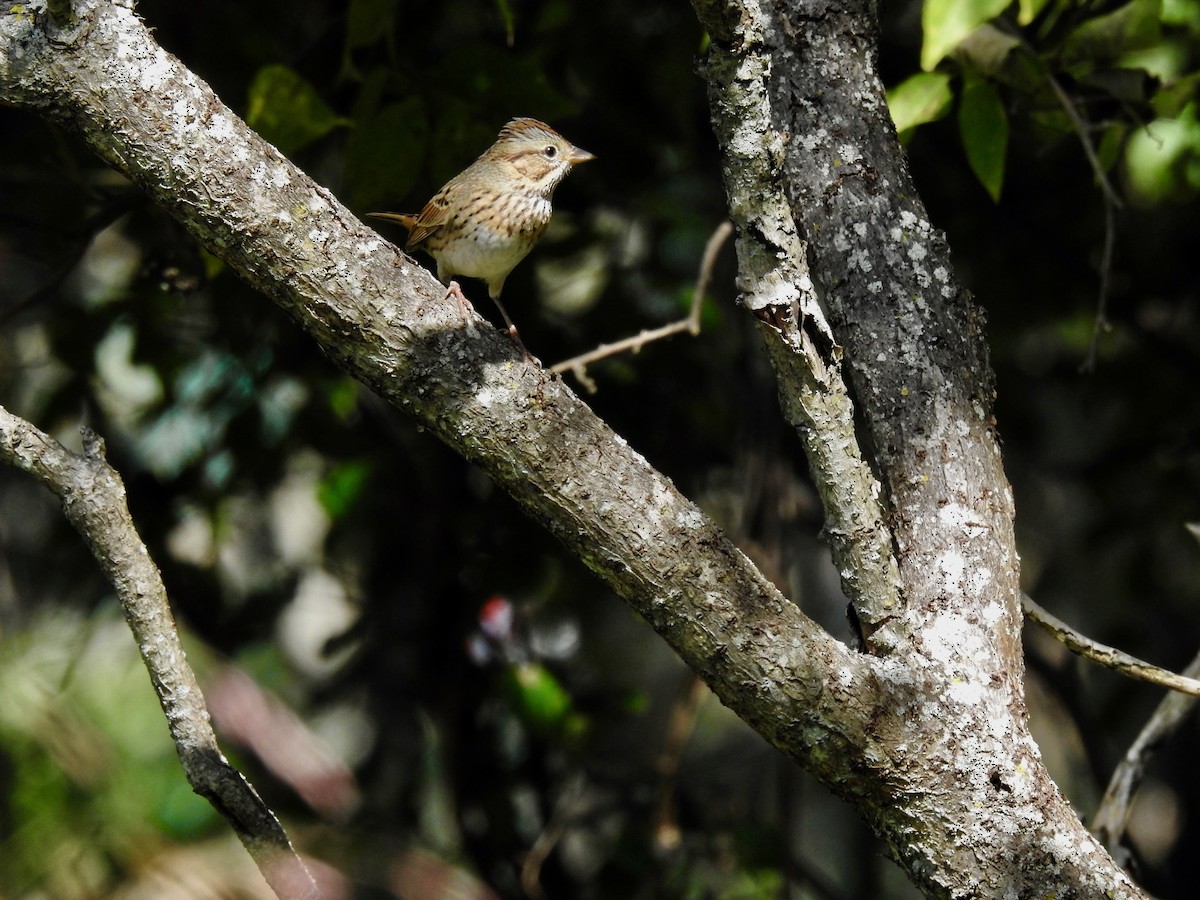 Lincoln's Sparrow - ML609082035