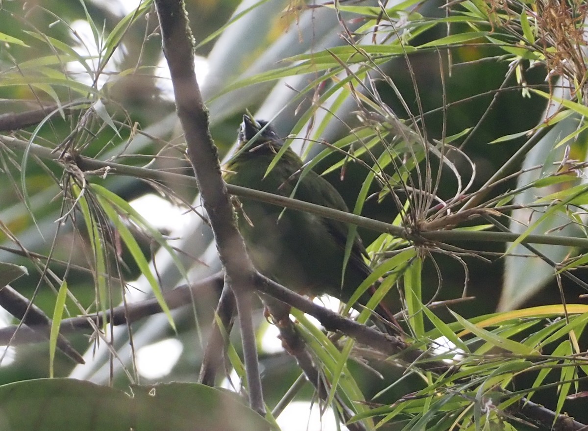 Papua Papağan İspinozu - ML609082112