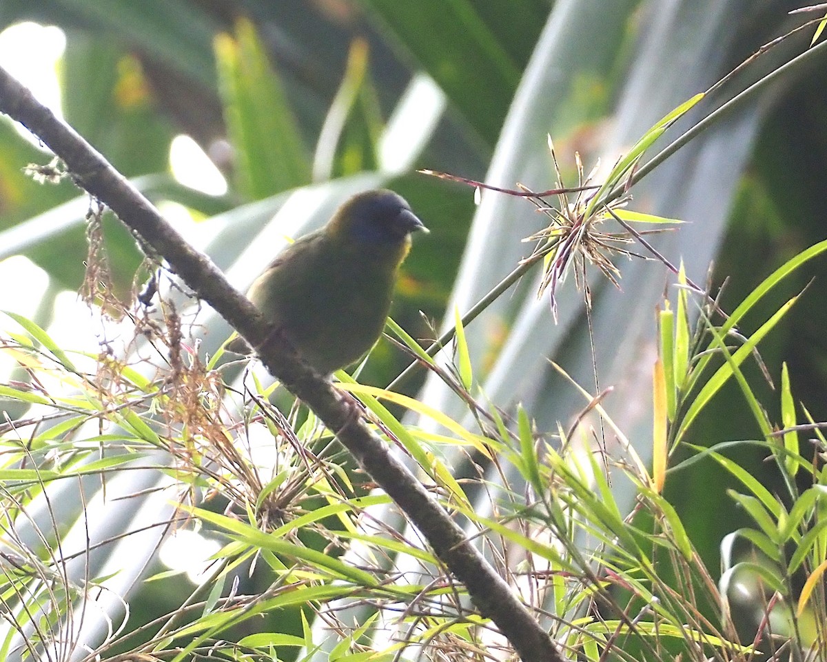 Papua Papağan İspinozu - ML609082150