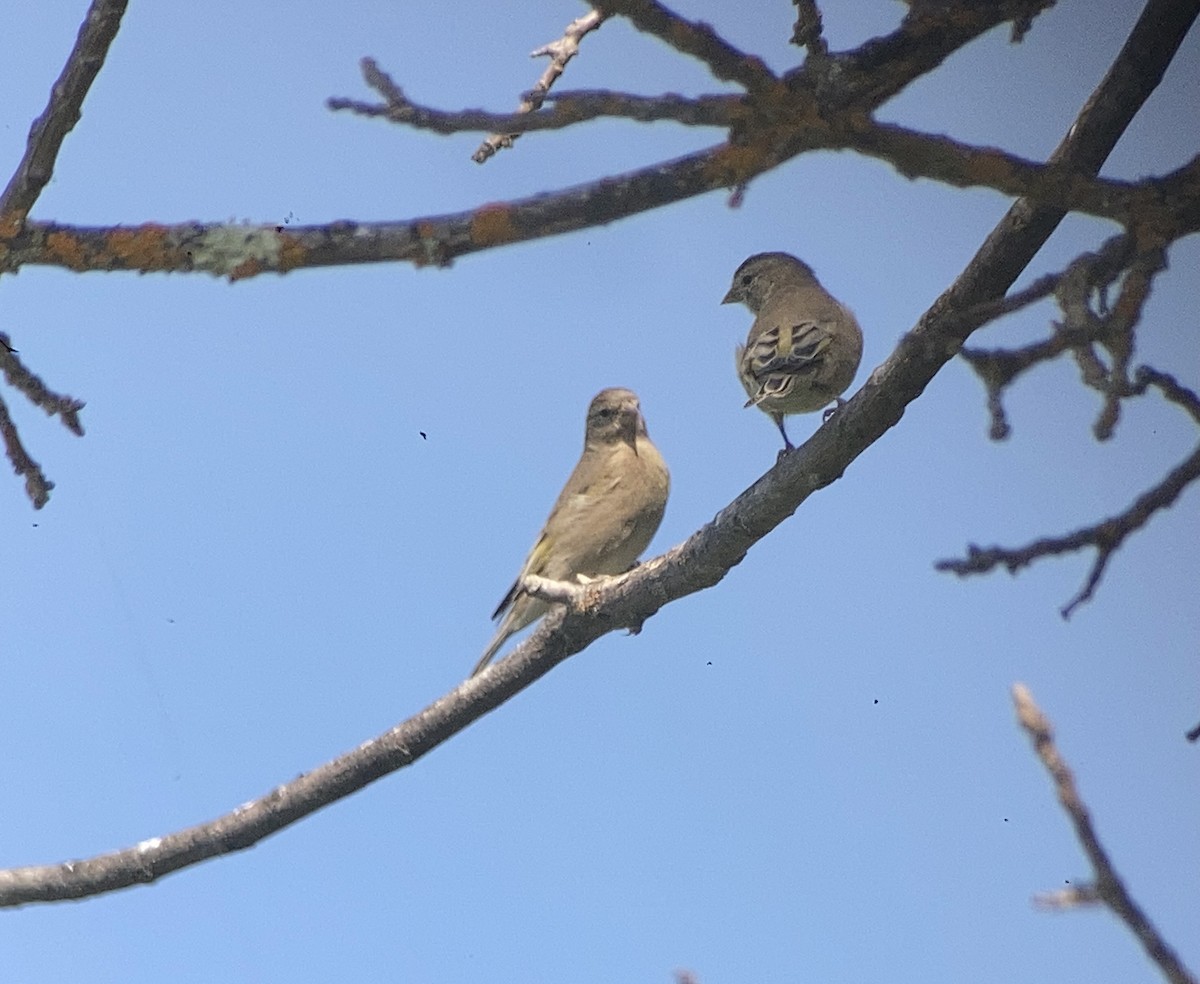 Lawrence's Goldfinch - ML609082162