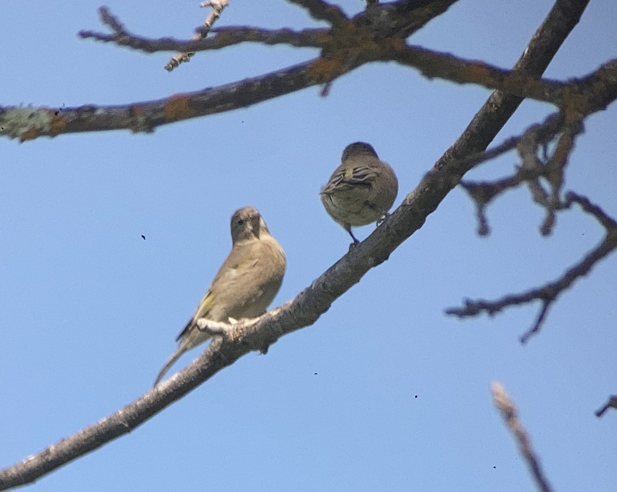 Lawrence's Goldfinch - ML609082163