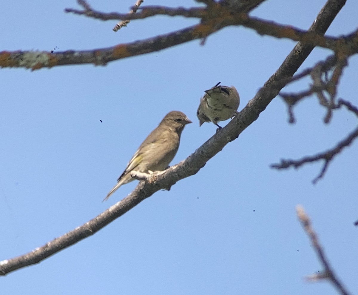 Lawrence's Goldfinch - ML609082164