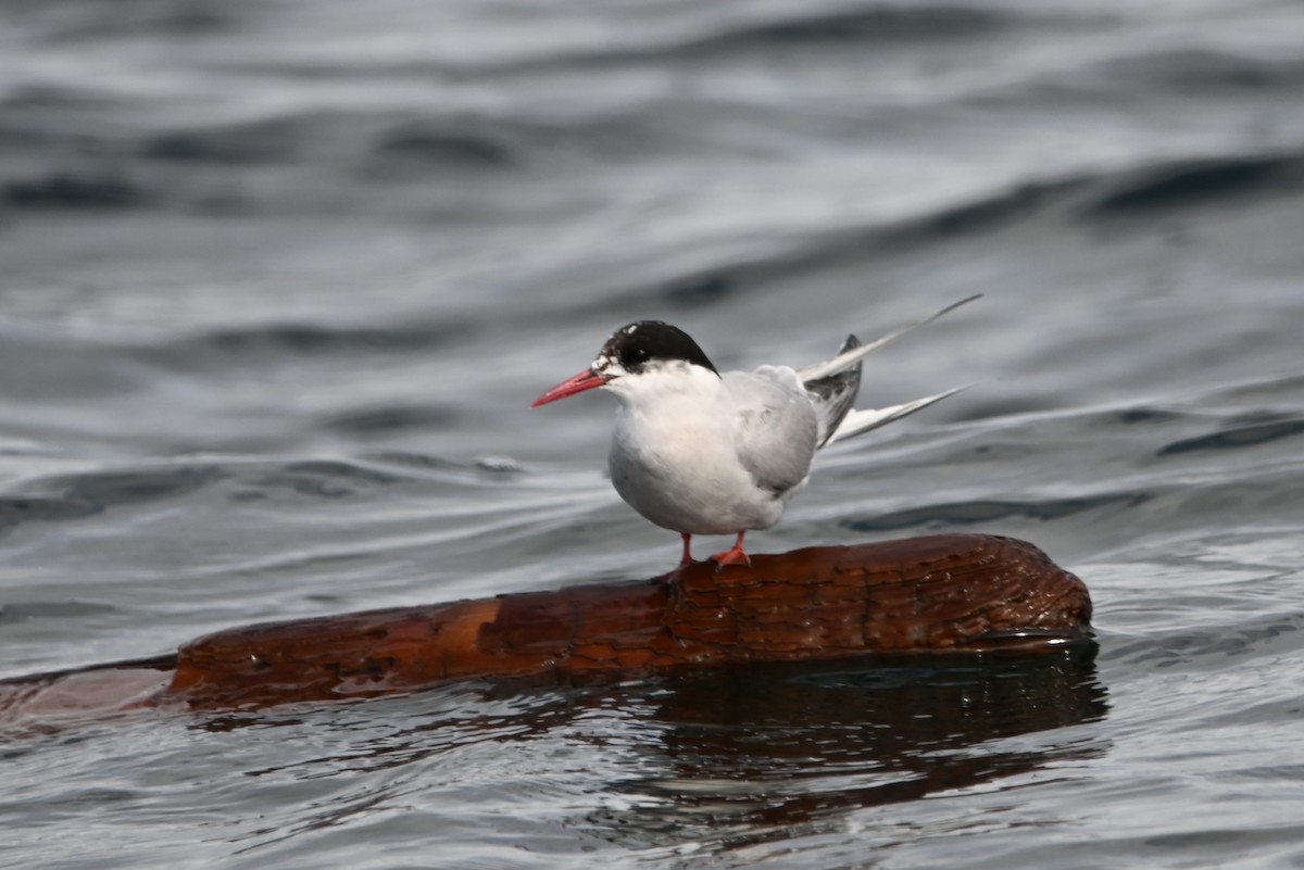 Arctic Tern - alexandre bibeau