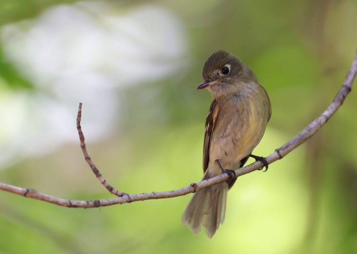 Western Flycatcher (Cordilleran) - Cadeo Scott Schipper