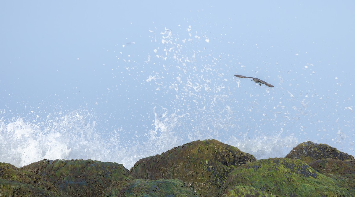 Wandering Tattler - ML609082649