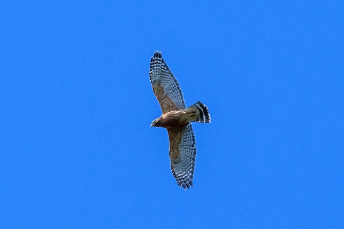 Red-shouldered Hawk - Naseem Reza