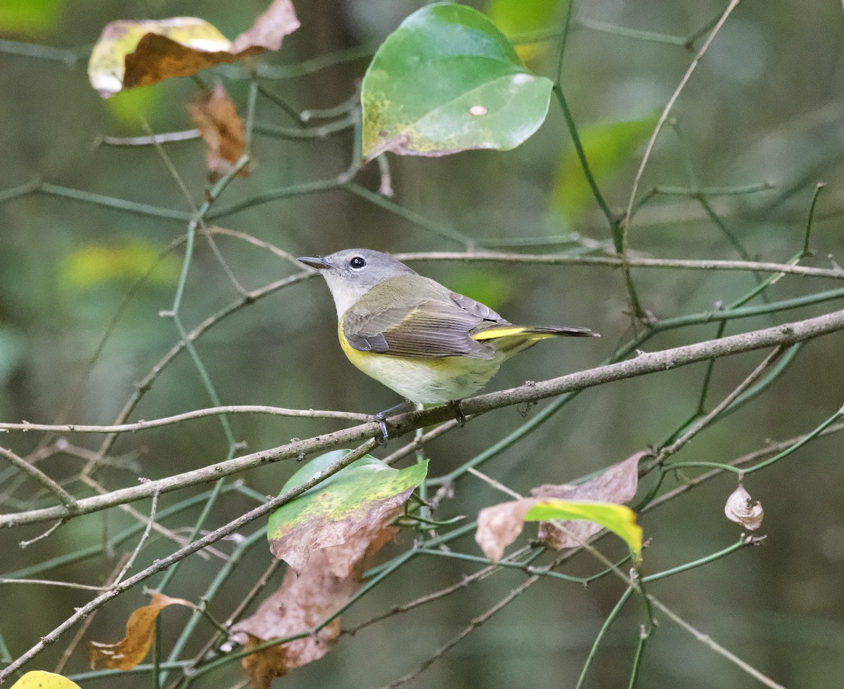 American Redstart - ML609082918