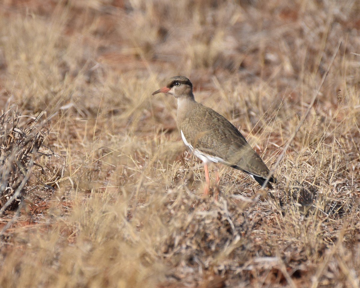 Crowned Lapwing - ML609083165