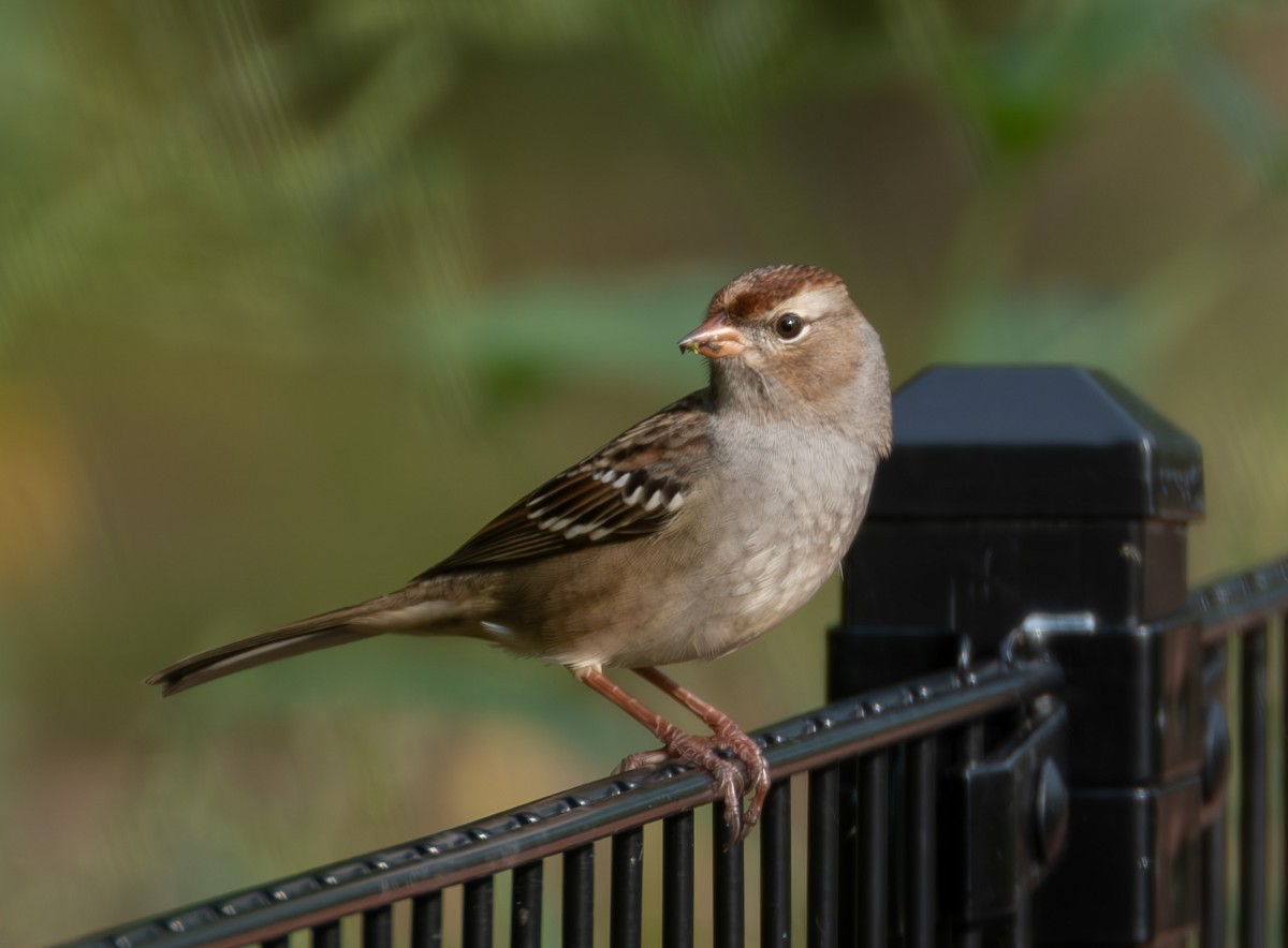 White-crowned Sparrow - Stewart Mayhew