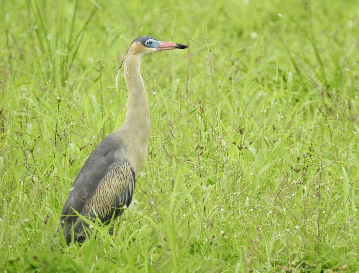 Whistling Heron - Tomohide Cho