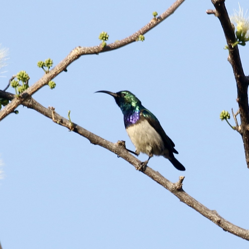 Weißbauch-Nektarvogel - ML609083394