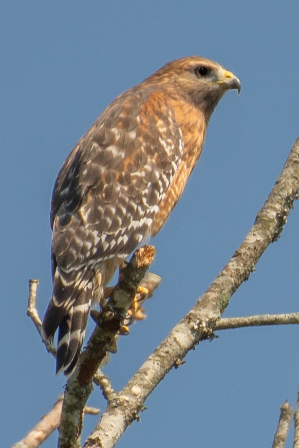Red-shouldered Hawk - ML609083404