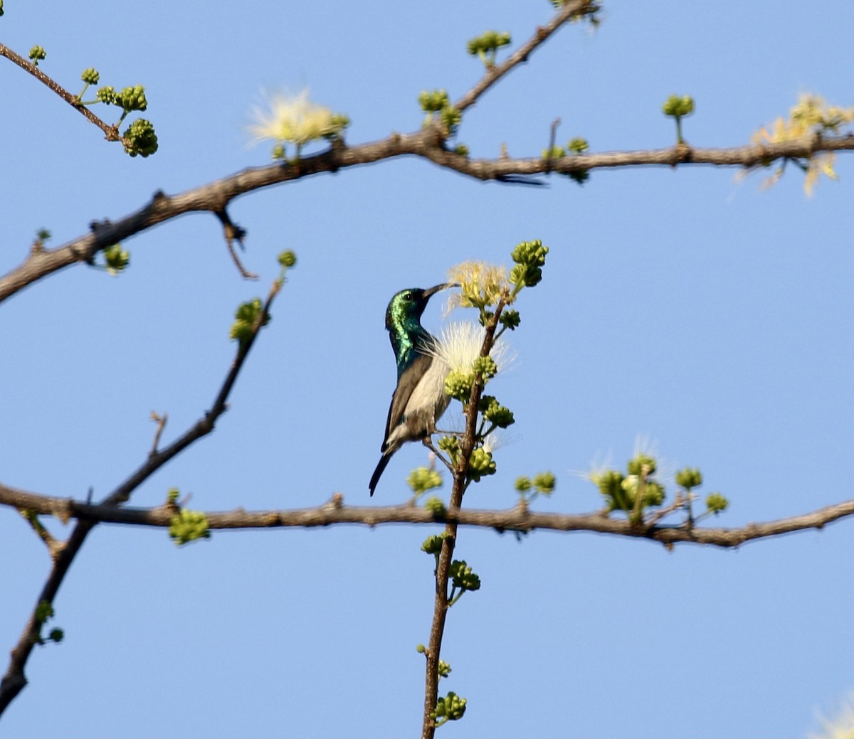 Weißbauch-Nektarvogel - ML609083417