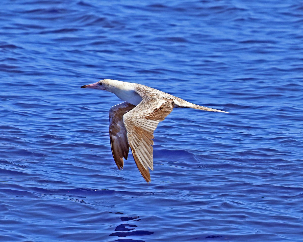 Red-footed Booby - David McQuade