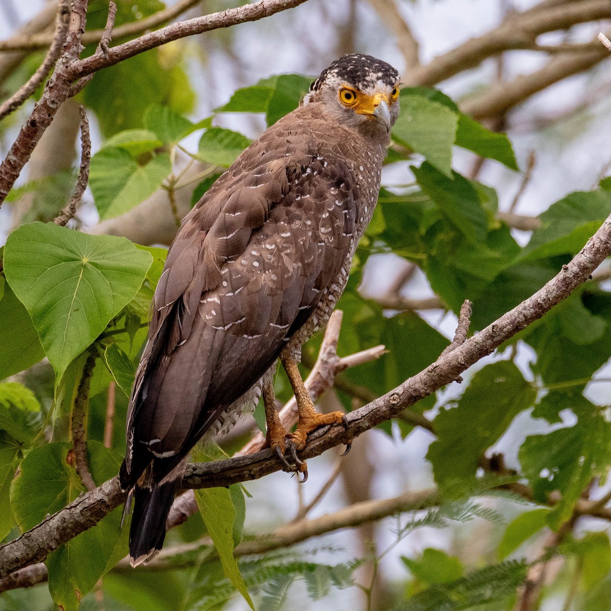 Crested Serpent-Eagle (Ryukyu) - ML609083486