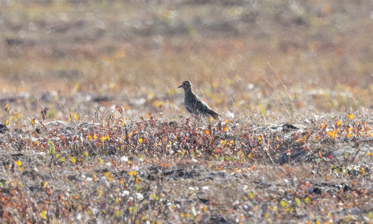 European Golden-Plover - ML609083533