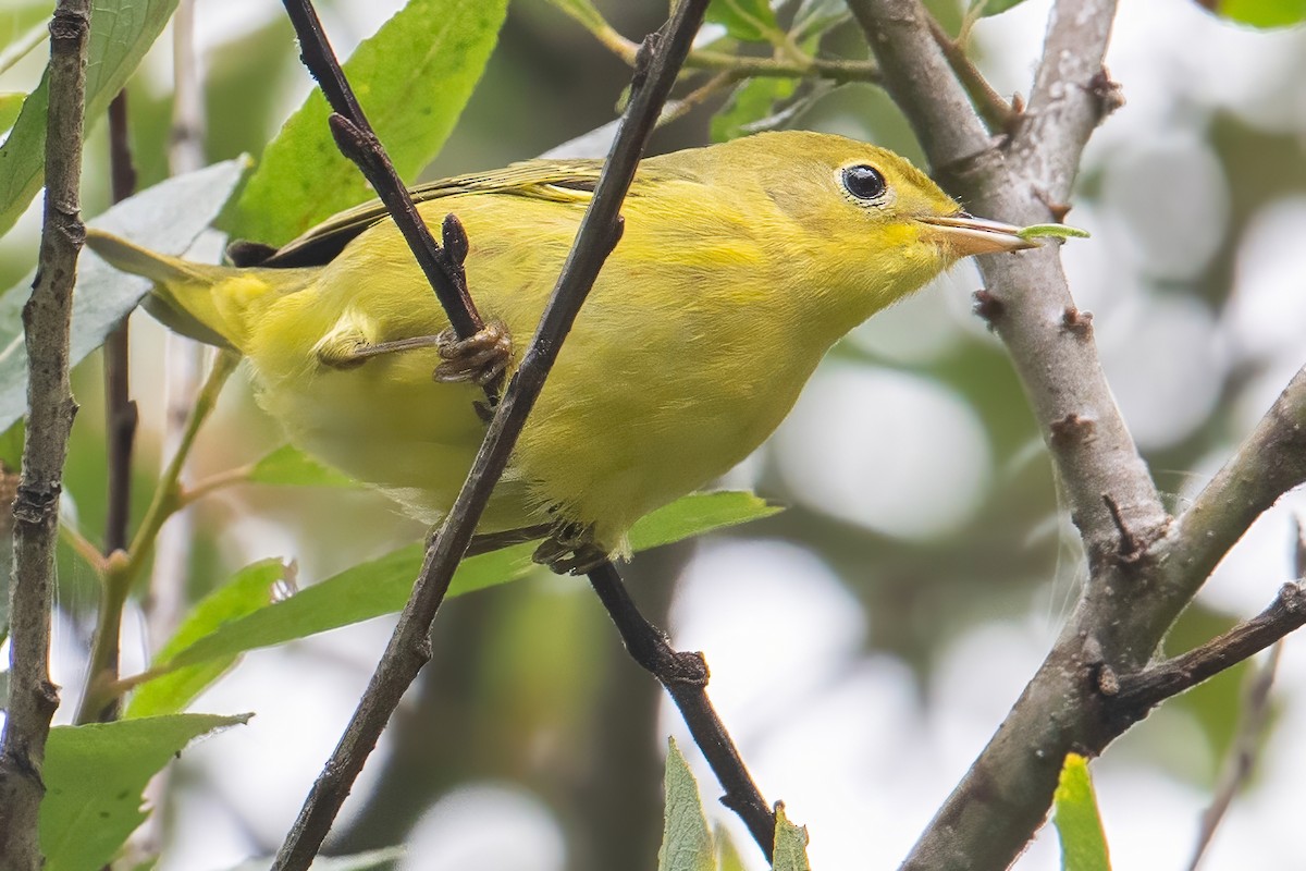 Yellow Warbler (Northern) - Karen Kreiger