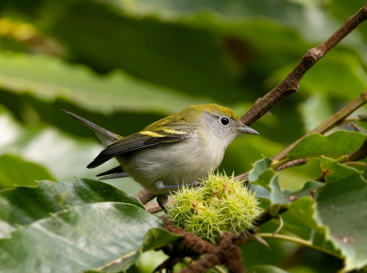 Chestnut-sided Warbler - ML609083691