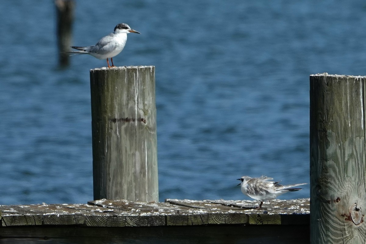 Forster's Tern - ML609083694