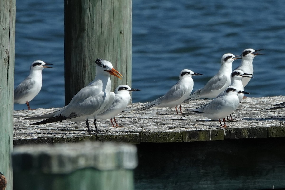 Royal Tern - ML609083704