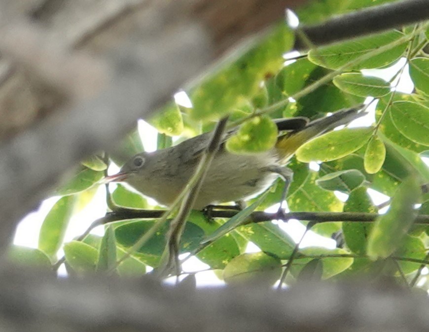 Virginia's Warbler - ML609083770