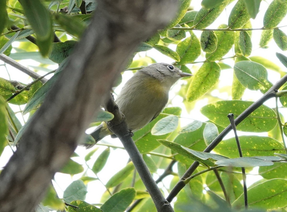 Virginia's Warbler - ML609083772