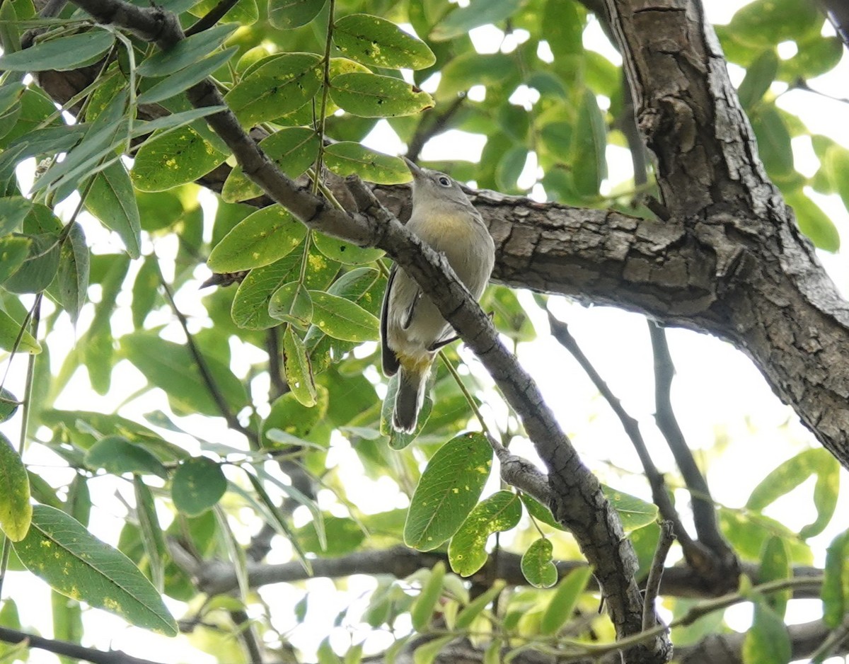 Virginia's Warbler - ML609083774