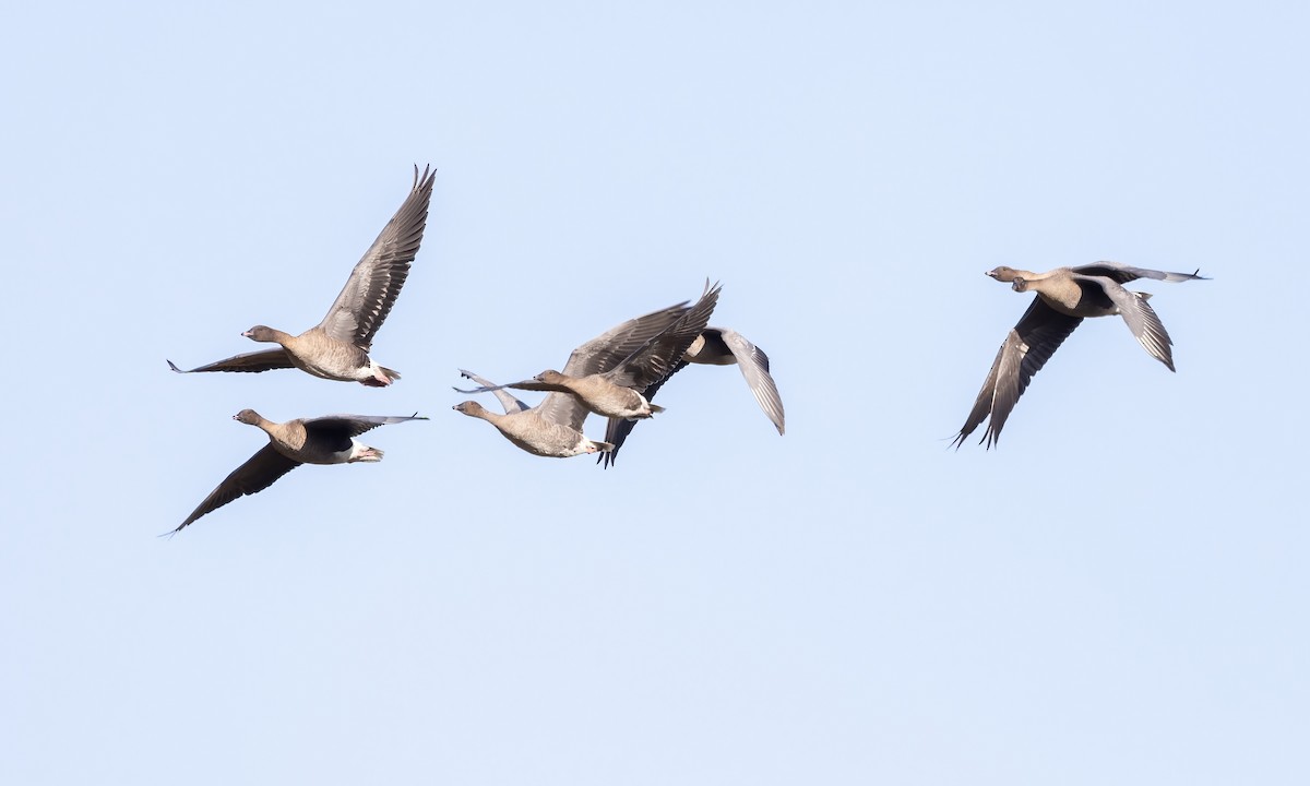 Pink-footed Goose - ML609083815